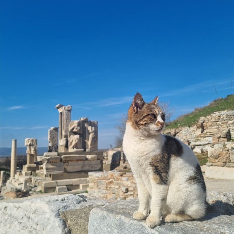 Gato descansando entre las ruinas de Éfeso