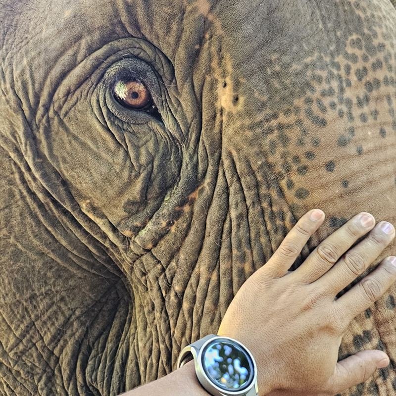 Mano acariciando a un elefante en Tailandia