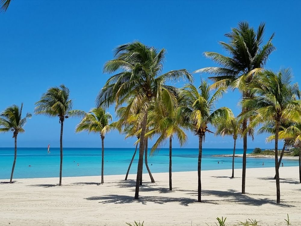 Palm trees on white sand facing a turquoise sea